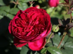 Nostalgie®-Edelrose 'Gospel' ® -Deutschland Garten Funk Verkaufs-Shop nostalgie edelrose gospel m069642 w 0