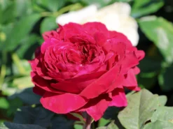 Nostalgie®-Edelrose 'Gospel' ® -Deutschland Garten Funk Verkaufs-Shop nostalgie edelrose gospel m069642 w 1