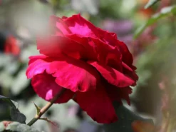 Nostalgie®-Edelrose 'Gospel' ® -Deutschland Garten Funk Verkaufs-Shop nostalgie edelrose gospel m069642 w 2