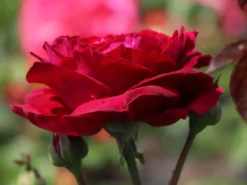 Nostalgie®-Edelrose 'Gospel' ® -Deutschland Garten Funk Verkaufs-Shop nostalgie edelrose gospel m069642 w 4