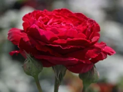 Nostalgie®-Edelrose 'Gospel' ® -Deutschland Garten Funk Verkaufs-Shop nostalgie edelrose gospel m069642 w 5