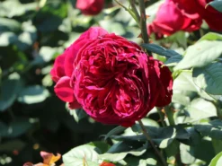 Nostalgie®-Edelrose 'Gospel' ® -Deutschland Garten Funk Verkaufs-Shop nostalgie edelrose gospel m069642 w 7