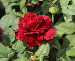 Nostalgie®-Edelrose 'Gospel' ® -Deutschland Garten Funk Verkaufs-Shop nostalgie edelrose gospel m069642 w 8