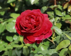 Nostalgie®-Edelrose 'Gospel' ® -Deutschland Garten Funk Verkaufs-Shop nostalgie edelrose gospel m069642 w 9