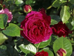 Nostalgie®-Edelrose 'Marietta' ®