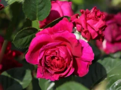 Nostalgie®-Edelrose 'Marietta' ® -Deutschland Garten Funk Verkaufs-Shop nostalgie edelrose marietta m111220 w 1