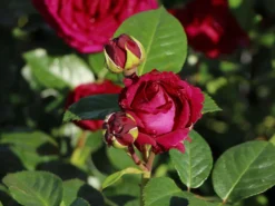 Nostalgie®-Edelrose 'Marietta' ® -Deutschland Garten Funk Verkaufs-Shop nostalgie edelrose marietta m111220 w 2