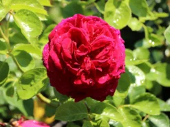 Nostalgie®-Edelrose 'Marietta' ® -Deutschland Garten Funk Verkaufs-Shop nostalgie edelrose marietta m111220 w 3