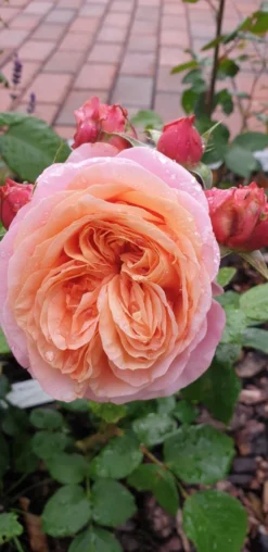 Nostalgie®-Edelrose 'Mary Ann' ® -Deutschland Garten Funk Verkaufs-Shop nostalgie edelrose mary ann m056107 401538 0