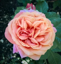 Nostalgie®-Edelrose 'Mary Ann' ® -Deutschland Garten Funk Verkaufs-Shop nostalgie edelrose mary ann m056107 631967 0