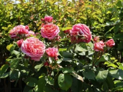 Nostalgie®-Edelrose 'Mary Ann' ® -Deutschland Garten Funk Verkaufs-Shop nostalgie edelrose mary ann m056107 w 11