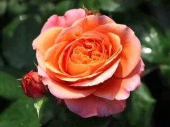 Nostalgie®-Edelrose 'Mary Ann' ® -Deutschland Garten Funk Verkaufs-Shop nostalgie edelrose mary ann m056107 w 2