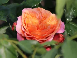 Nostalgie®-Edelrose 'Mary Ann' ® -Deutschland Garten Funk Verkaufs-Shop nostalgie edelrose mary ann m056107 w 3