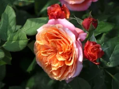 Nostalgie®-Edelrose 'Mary Ann' ® -Deutschland Garten Funk Verkaufs-Shop nostalgie edelrose mary ann m056107 w 4