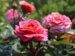 Nostalgie®-Edelrose 'Mary Ann' ® -Deutschland Garten Funk Verkaufs-Shop nostalgie edelrose mary ann m056107 w 5