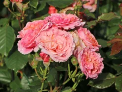 Nostalgie®-Edelrose 'Mary Ann' ® -Deutschland Garten Funk Verkaufs-Shop nostalgie edelrose mary ann m056107 w 7
