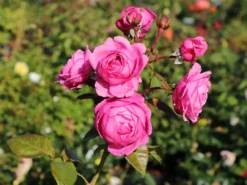 Nostalgie®-Edelrose 'Romina' ®