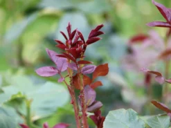 Nostalgie®-Edelrose 'Romina' ® -Deutschland Garten Funk Verkaufs-Shop nostalgie edelrose romina m094383 w 1