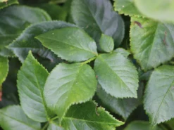 Nostalgie®-Edelrose 'Romina' ® -Deutschland Garten Funk Verkaufs-Shop nostalgie edelrose romina m094383 w 2