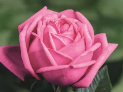 Nostalgie®-Edelrose 'Romina' ® -Deutschland Garten Funk Verkaufs-Shop nostalgie edelrose romina m094383 w 3