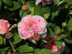 Nostalgie®-Edelrose 'Schöne Maid' ®