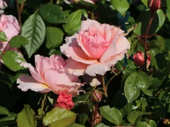 Nostalgie®-Edelrose 'Schöne Maid' ® -Deutschland Garten Funk Verkaufs-Shop nostalgie edelrose schoene maid m094373 w 0