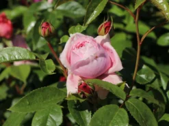 Nostalgie®-Edelrose 'Schöne Maid' ® -Deutschland Garten Funk Verkaufs-Shop nostalgie edelrose schoene maid m094373 w 1