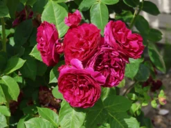 Nostalgie®-Edelrose 'Sophie Luise' ® -Deutschland Garten Funk Verkaufs-Shop nostalgie edelrose sophie luise m113609 w 0