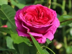 Nostalgie®-Edelrose 'Sophie Luise' ® -Deutschland Garten Funk Verkaufs-Shop nostalgie edelrose sophie luise m113609 w 1