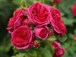 Nostalgie®-Edelrose 'Sophie Luise' ® -Deutschland Garten Funk Verkaufs-Shop nostalgie edelrose sophie luise m113609 w 2