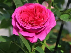 Nostalgie®-Edelrose 'Sophie Luise' ® -Deutschland Garten Funk Verkaufs-Shop nostalgie edelrose sophie luise m113609 w 3