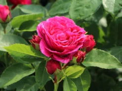 Nostalgie®-Edelrose 'Sophie Luise' ® -Deutschland Garten Funk Verkaufs-Shop nostalgie edelrose sophie luise m113609 w 4