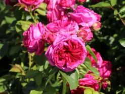 Nostalgie®-Edelrose 'Sophie Luise' ® -Deutschland Garten Funk Verkaufs-Shop nostalgie edelrose sophie luise m113609 w 6