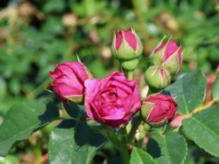 Nostalgie®-Edelrose 'Sophie Luise' ® -Deutschland Garten Funk Verkaufs-Shop nostalgie edelrose sophie luise m113609 w 9