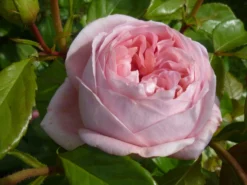 Nostalgie®-Edelrose 'Voyage' ® -Deutschland Garten Funk Verkaufs-Shop nostalgie edelrose voyage m094363 w 0