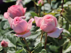 Nostalgie®-Edelrose 'Voyage' ® -Deutschland Garten Funk Verkaufs-Shop nostalgie edelrose voyage m094363 w 5