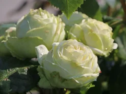 Nostalgie®-Edelrose 'Wedding Piano' ®