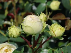 Nostalgie®-Edelrose 'Wedding Piano' ® -Deutschland Garten Funk Verkaufs-Shop nostalgie edelrose wedding piano m094375 w 0