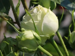 Nostalgie®-Edelrose 'Wedding Piano' ® -Deutschland Garten Funk Verkaufs-Shop nostalgie edelrose wedding piano m094375 w 1