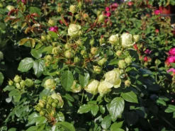 Nostalgie®-Edelrose 'Wedding Piano' ® -Deutschland Garten Funk Verkaufs-Shop nostalgie edelrose wedding piano m094375 w 10