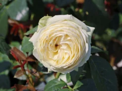 Nostalgie®-Edelrose 'Wedding Piano' ® -Deutschland Garten Funk Verkaufs-Shop nostalgie edelrose wedding piano m094375 w 11