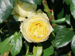 Nostalgie®-Edelrose 'Wedding Piano' ® -Deutschland Garten Funk Verkaufs-Shop nostalgie edelrose wedding piano m094375 w 2