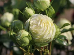 Nostalgie®-Edelrose 'Wedding Piano' ® -Deutschland Garten Funk Verkaufs-Shop nostalgie edelrose wedding piano m094375 w 3