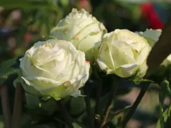 Nostalgie®-Edelrose 'Wedding Piano' ® -Deutschland Garten Funk Verkaufs-Shop nostalgie edelrose wedding piano m094375 w 4