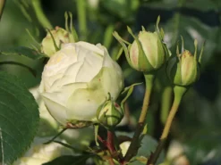 Nostalgie®-Edelrose 'Wedding Piano' ® -Deutschland Garten Funk Verkaufs-Shop nostalgie edelrose wedding piano m094375 w 5