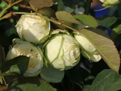 Nostalgie®-Edelrose 'Wedding Piano' ® -Deutschland Garten Funk Verkaufs-Shop nostalgie edelrose wedding piano m094375 w 6