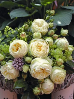 Nostalgie®-Edelrose 'Wedding Piano' ® -Deutschland Garten Funk Verkaufs-Shop nostalgie edelrose wedding piano m094375 w 7