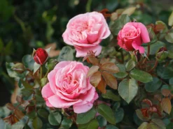 Nostalgie®-Edelrose 'Wildberry' ®