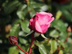 Nostalgie®-Edelrose 'Wildberry' ® -Deutschland Garten Funk Verkaufs-Shop nostalgie edelrose wildberry m111217 w 4