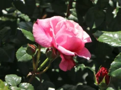 Nostalgie®-Edelrose 'Wildberry' ® -Deutschland Garten Funk Verkaufs-Shop nostalgie edelrose wildberry m111217 w 7